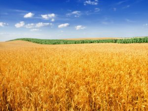 Россия может начать поставки пшеницы в Саудовскую Аравию