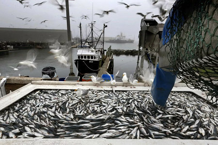 Переработчики просят снять эмбарго на импорт рыбы